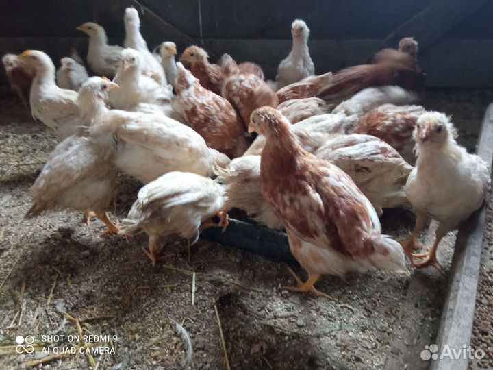 Петушки домашние