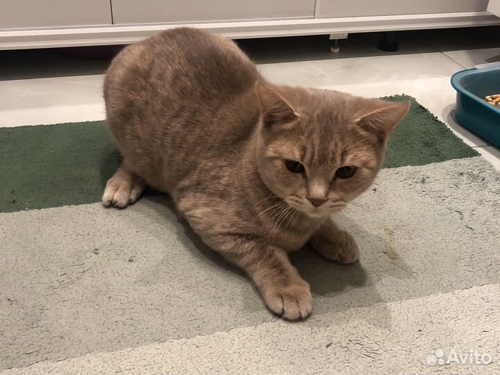 Кот британский