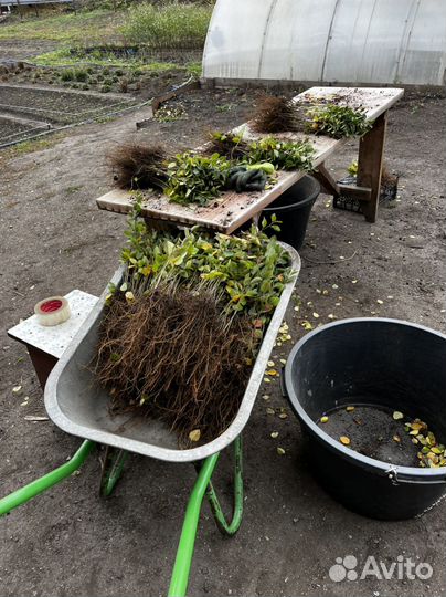 Сеянцы Кизильника Блестящего