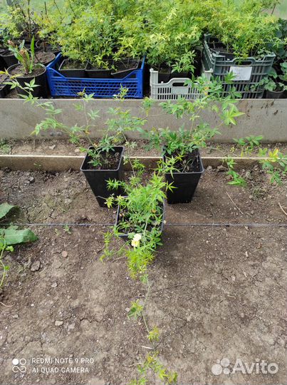 Саженцы Роз Бэнкса