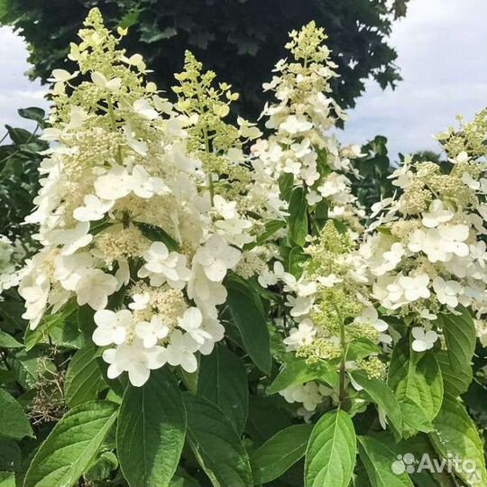 Гортензия куишу