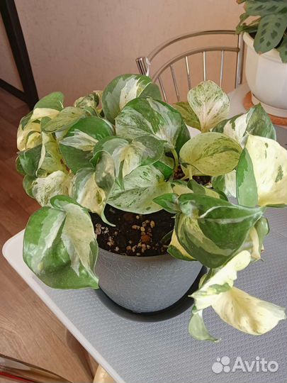 Сциндапсус Хеппи лиф