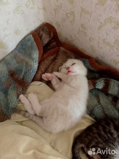 Котята