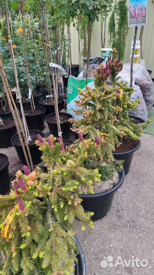 Ель Эрен Гольд