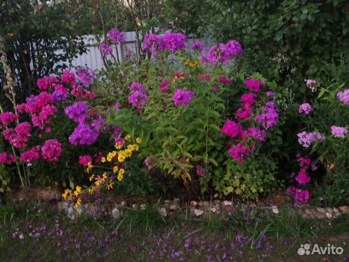 Гортензия. Цветы