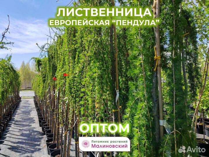 Лиственница Пендула Оптом Питомник