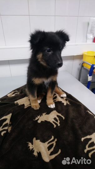 Щенок девочка в добрые руки