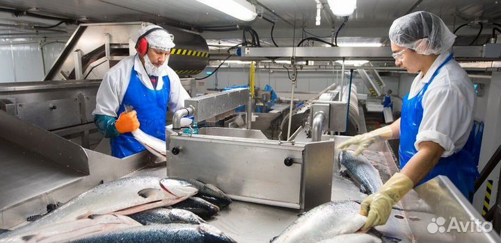 Рыбообработчик вахта камчатка