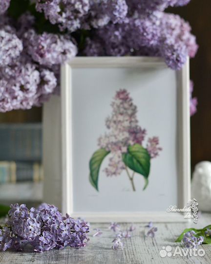 Ботаническая иллюстрация Сирень