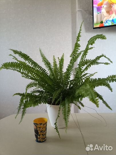 Папоротник Нефролепис Соната