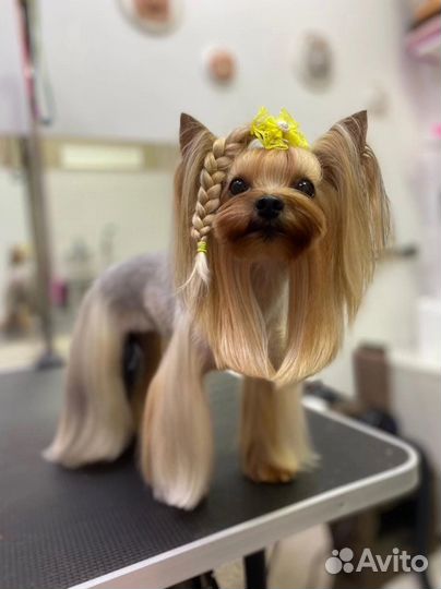 Стрижка собак и кошек / груминг салон Умка