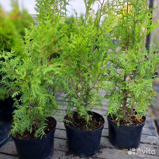 Туя западная Брабант 60-80 см (С7)