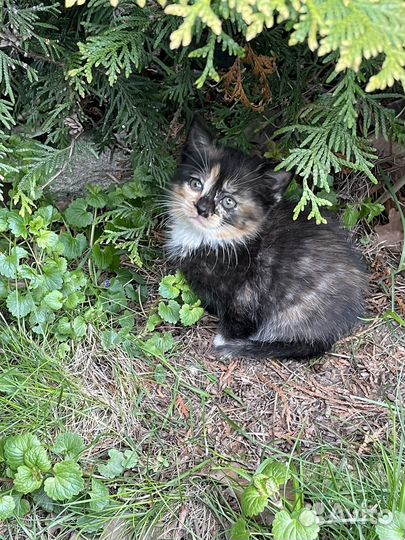 Котята бесплатно