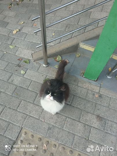 Котик Чернобел