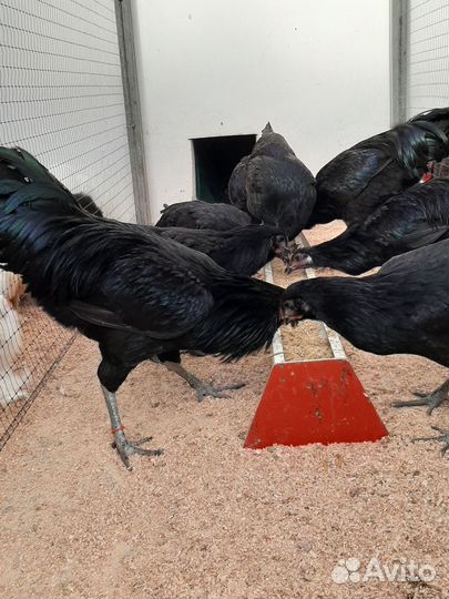 Куры брама, кохинхины, шёлковые