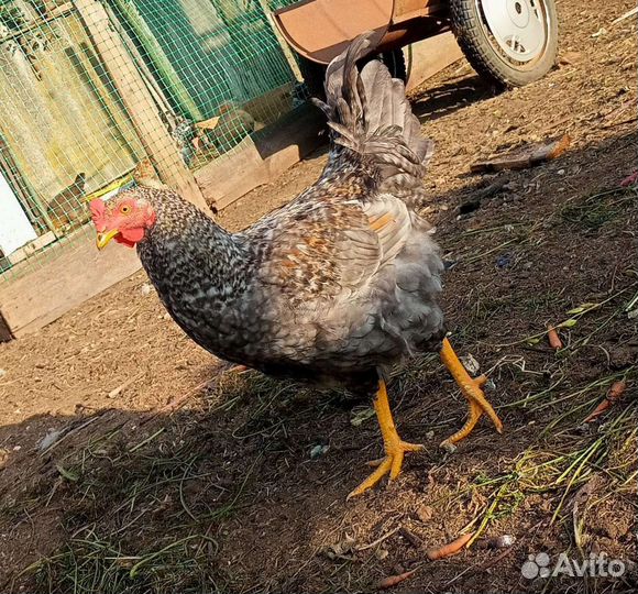 Петухи молодые