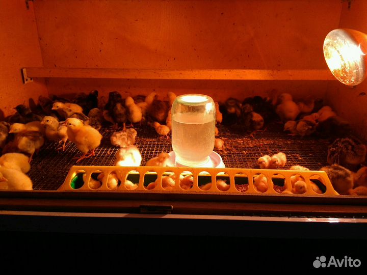 Инкубационное яйцо, цыплята кучинские