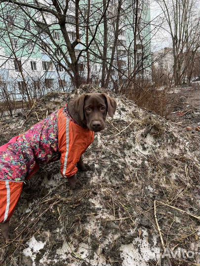 Комбинезон 50 размер на среднюю собаку