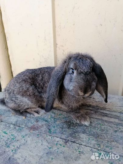 Кролик французский баран