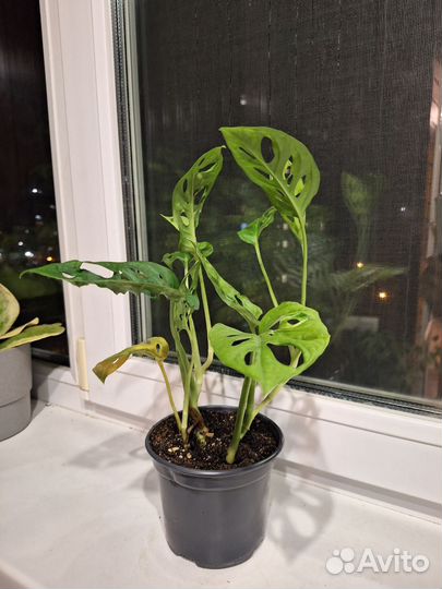 Монстера манки маск