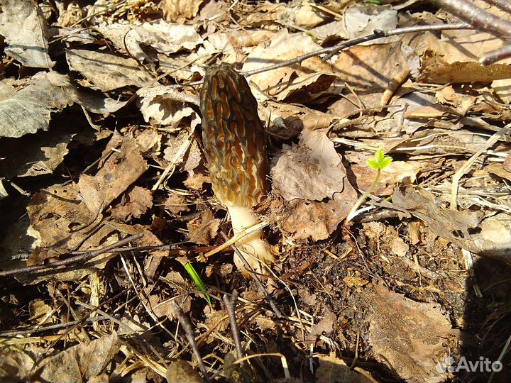 Сморчки,сморчковая шапочка,строчки,грибы свежие