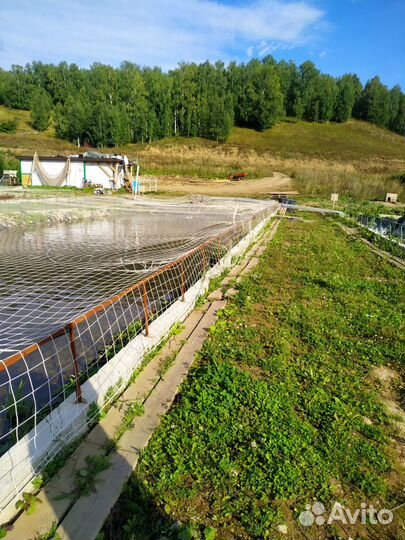 Мальки форели для зарыбления