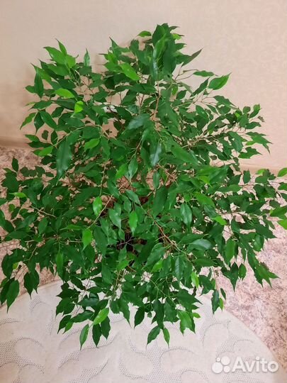 Фикус бенджамина