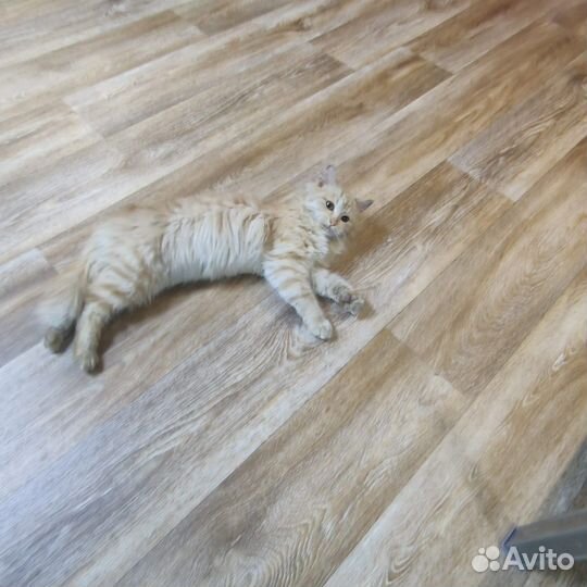 Кошка полуперс 4 месяца