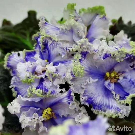 Сортовые фиалки