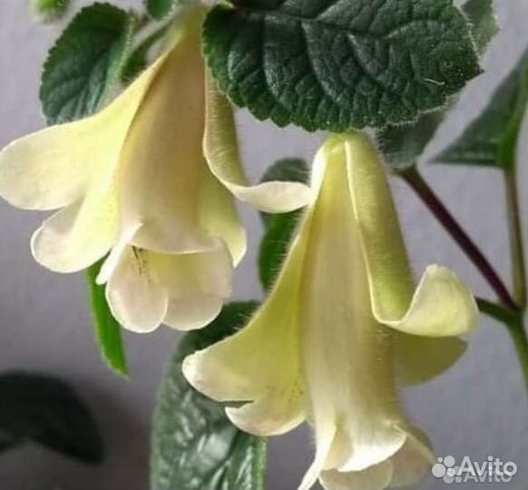 Глоксинии- синингии