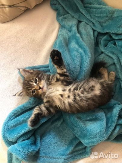 Котята мейн-кун