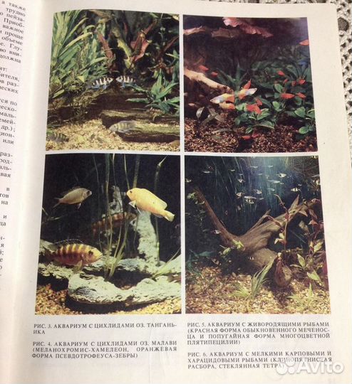 Экзотические рыбы Кочетов