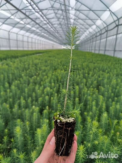Саженцы сосны зкс от производителя
