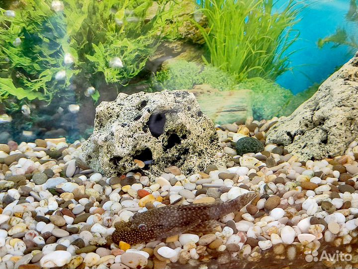 Аквариумные рыбки тернеция, барбус, сомик, бронь