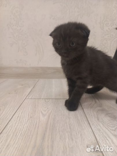 Отдам котенка в добрые руки