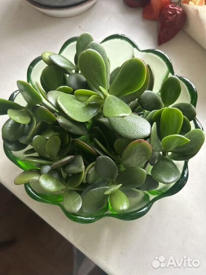 Крассула толстянка денежное дерево
