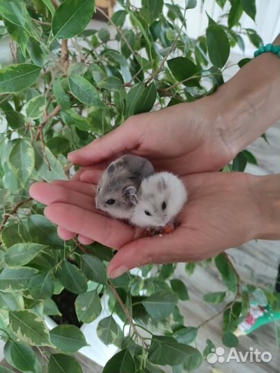 Джунгарский хомяк