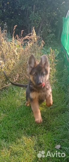 Немецкая овчарка