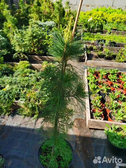 Сосна кедровая сибирская