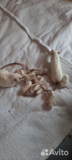 Крысы дамбо