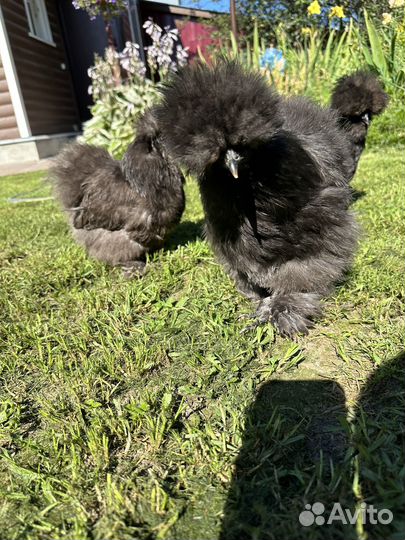 Китайские шелковые куры