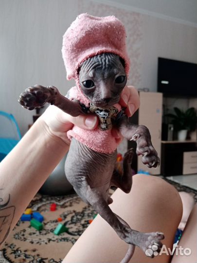 Донской сфинкс