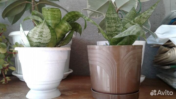 Цветок Сансевиерия Ханни (тещин язык, щучий хвост)