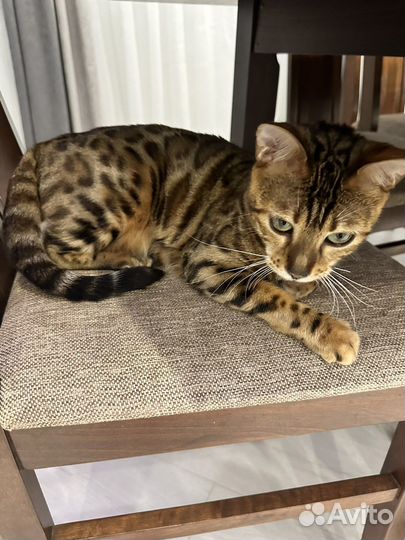 Бенгальская кошка