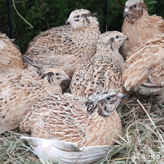 Перепелинное инкубационное яйцо