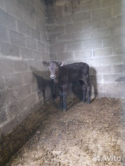 Коровы, телята