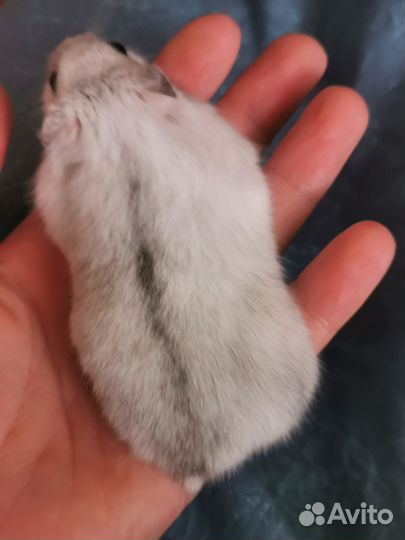 Джунгарский хомяк