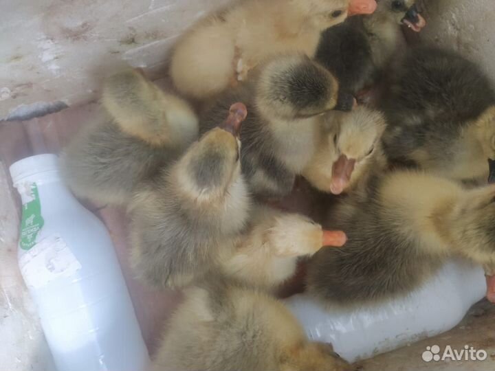 Гусята линда