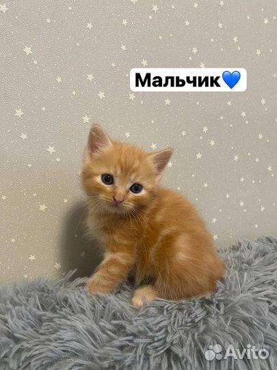 Котята бесплатно