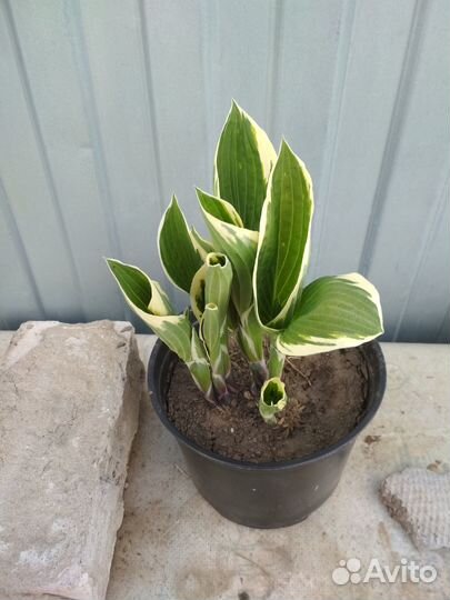 Анемона белая, хоста